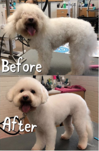 Best Pet Groomers in Hilo, Hawaii