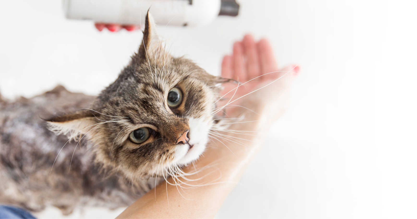 Petco cat best sale grooming prices